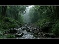 Rainy Forest Stream Sounds | Deep Focus Nature Ambience