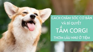 HƯỚNG DẪN CẮT MÀI MÓNG, VỆ SINH TAI VÀ CÁCH TẮM CORGI THƠM LÂU NHƯ Ở TIỆM | HOW TO SHOWER FOR CORGI?