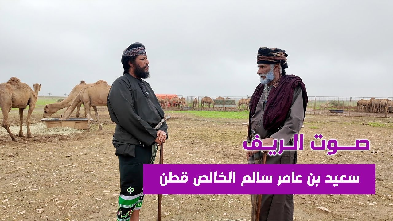 تحديات تواجد الإبل في سهل صلالة