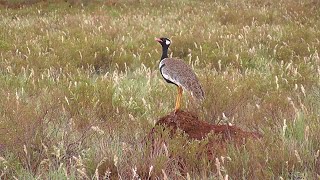 SOUTH AFRICA Black &amp; Karoo Korhaan (Karoo n.p.)