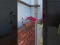 the process of installing bricks is very easy #construction #brick #popular #viralshorts #shorts