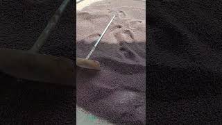 pu94 ki bube #viralvideo #farming #indianfarmer