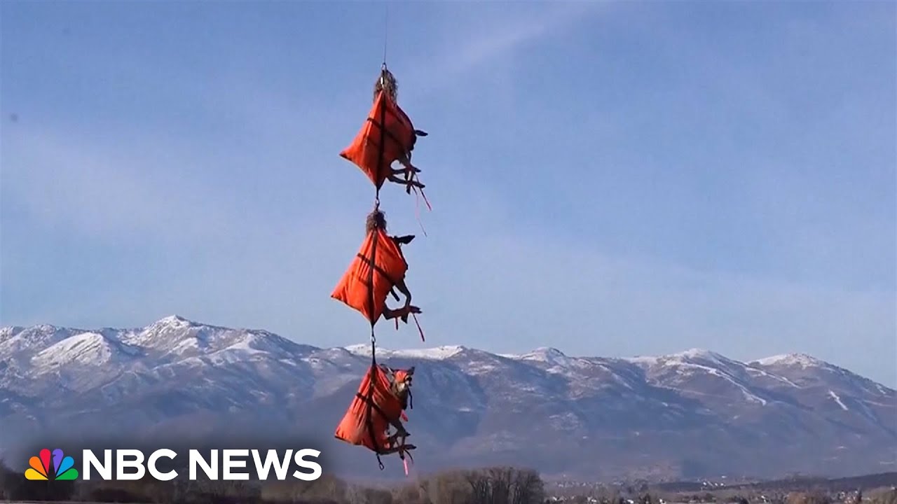 WATCH: Deer airlifted in Utah to have GPS collars fitted