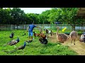 Farm's Daily Routine! My pet Ostriches are gaining weight, Feeding all farm animals ( Farm Updates )