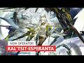 New Medic Kal'tsit·Esperanta | Arknights 新オペレーター 異格ケルシー