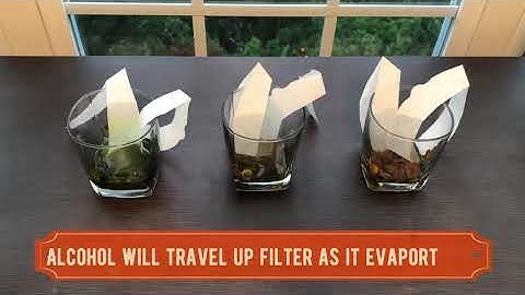 The Hidden Colors of Leaves