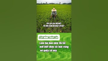 Làm lúa bao năm mới biết ốc bưu vàng nó cỡ này #lua #bvtv #vtnn #phanbon #thuoctrusau