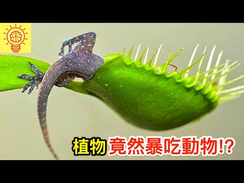 植物竟然開始暴吃起了動物!？