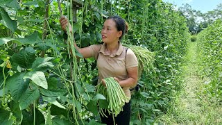 Harvest Long Beans to Bring to the market sell - Get Pumpkin to cook food for Pigs | Trieu Mai Huong