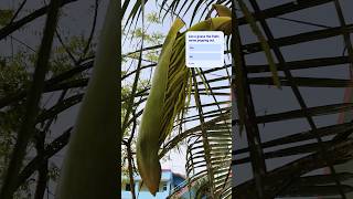 popping out the fruit #tree #college #campus #nature #trending #shorts #youtube #art #viral #reels