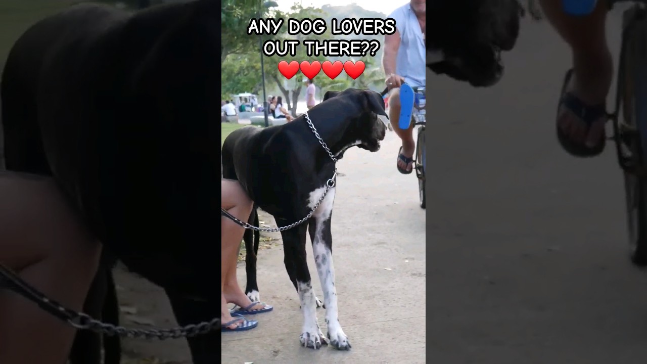 Any Dog Lovers Here?? 