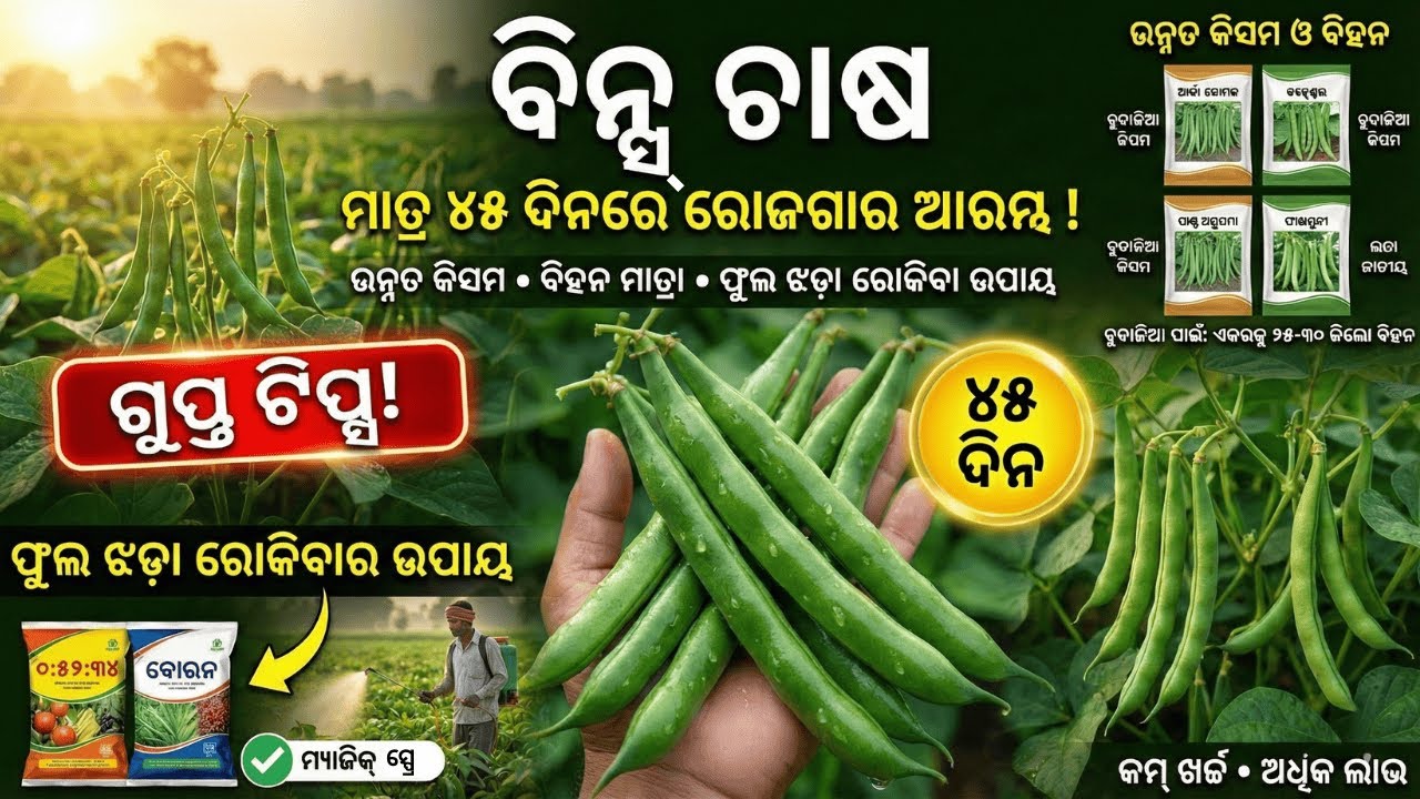 ବିନ୍ସ ଚାଷ: ମାତ୍ର ୪୫ ଦିନରେ ରୋଜଗାର ଆରମ୍ଭ! | French Beans Farming Odisha