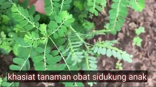 Health Benefits of Sidukung Anak Herbal Plant: Hemorrhoids, Kidney Stones, and Heatiness
