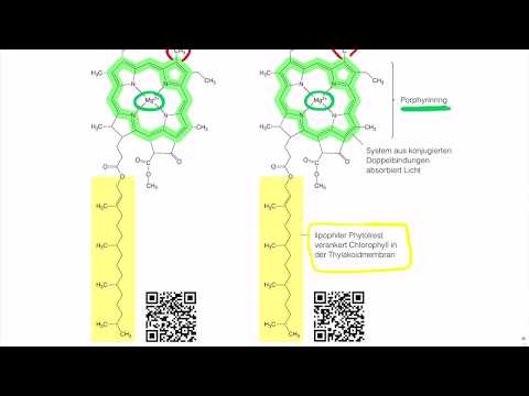 Video: Chlorophyll - Funktion, Bewertungen, Zusammensetzung