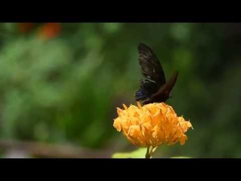 Video TRIỆU ĐÓA HỒNG - KHÔNG LỜI - youtube