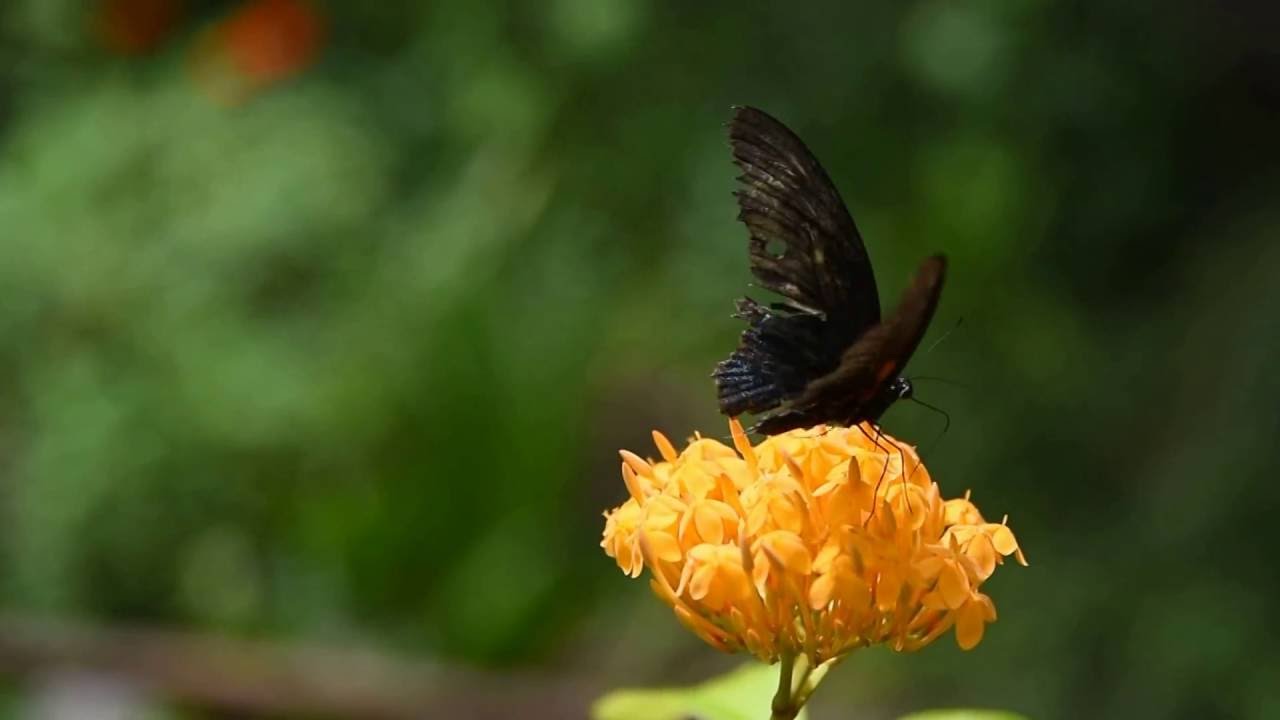 TRIỆU ĐÓA HỒNG - KHÔNG LỜI