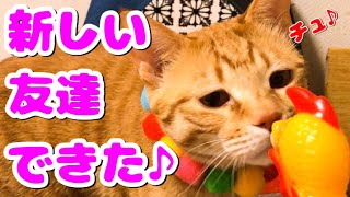 猫に新しい友達を連れてきたら予想外の反応だった