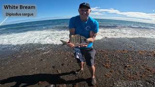 Shore Fishing Fuerteventura | Mixed Species Fishing | White Bream, Striped Bream