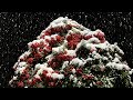 2022/12/18　今季一番の冷え込みで初積雪が創り出す素敵な風景　〜愛媛県大洲市〜