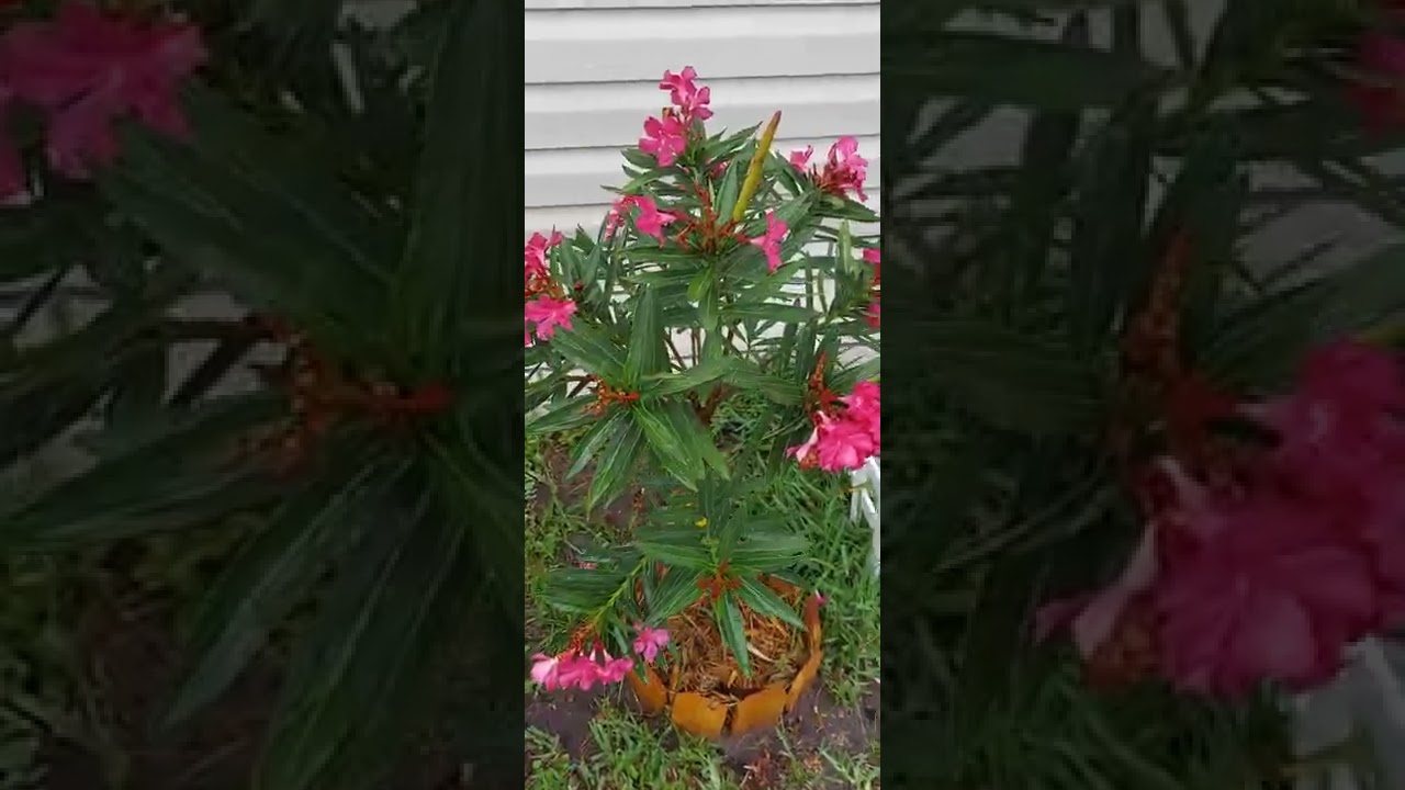 New flower pods on the Oleander. I wondered why all the flowers fell off. 