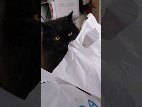 Что за носик 😻🥰 #cat #catvideos #catlover #kitten #kitty #cutecat #funnycat #animals #котики #кот