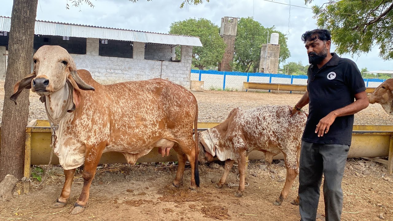Sita vod nani Bhavnagar line gir cow ansuya gir gaushala manavader Gujrat