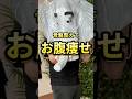 ãéªšç€æŽããŠâŠãè
¹ç©ãð¥ã1æ¥30åïŒäžç·ã«ãã£ãŠã¿ãŠãªð#shorts #ãã€ãšãã #ãè
¹ç©ã #å®
ã㬠#èèªççŒ #ãã€ãšãã仲éåé
