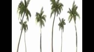 3D Model of 10 Low Poly Coconut Palm Trees Collection Review