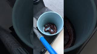 Snake Removal #tugboatwilly #snake #wildlife