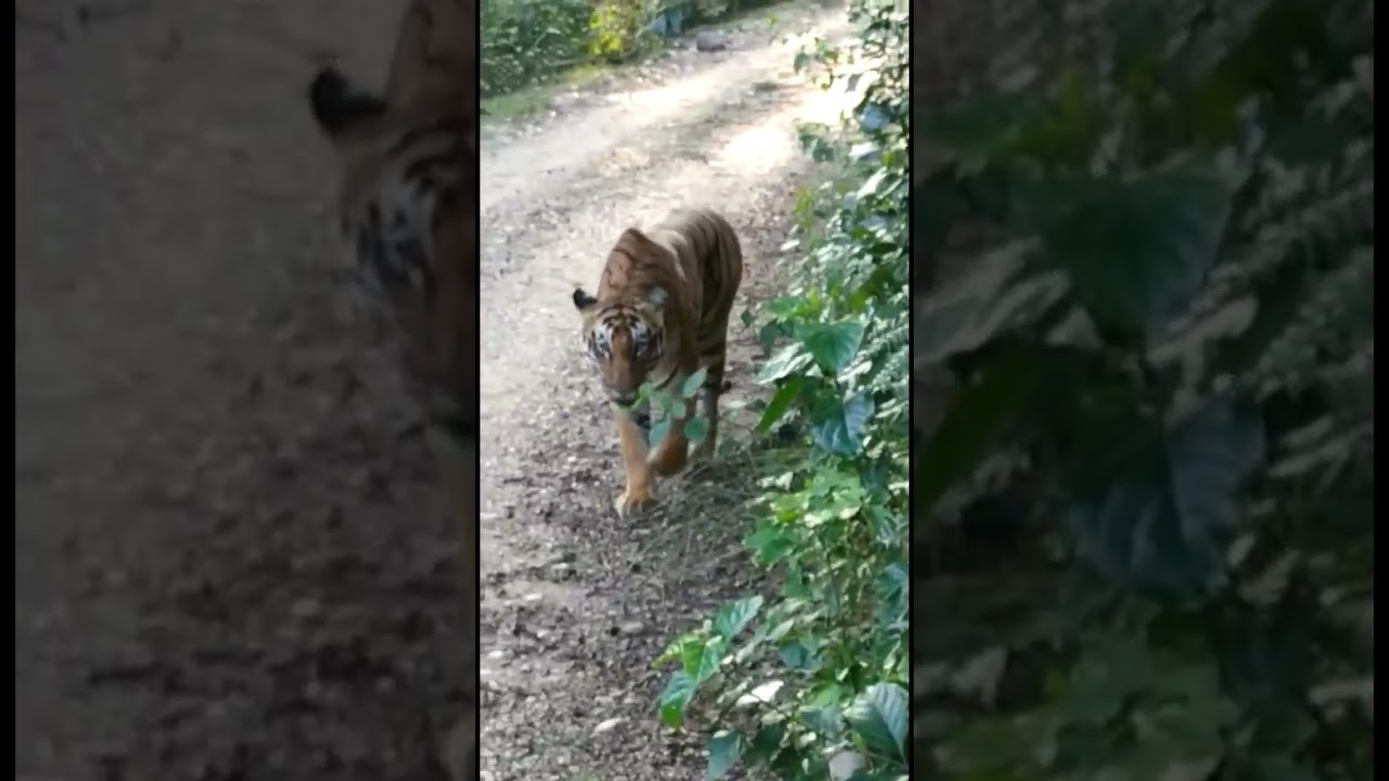 Terror Of Tiger । Tiger Very Near To Safari Gypsy । Close Encounter With Tiger । Tiger Encounter