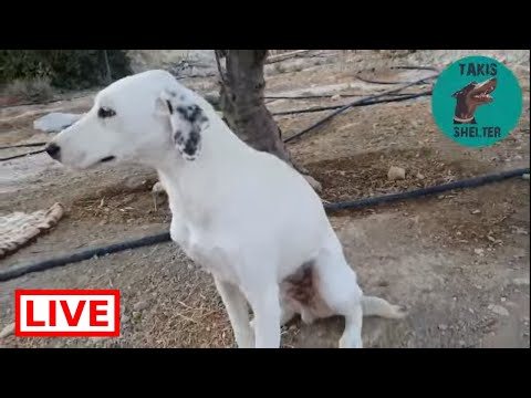 dog saved by dolphin Look at Pitako today, he is ready for a home - Takis Shelter