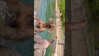 😃Desi elephants🐘#elephant bathing in slow motion#elephants#zooelephant#wildlife#beast elephantbath
