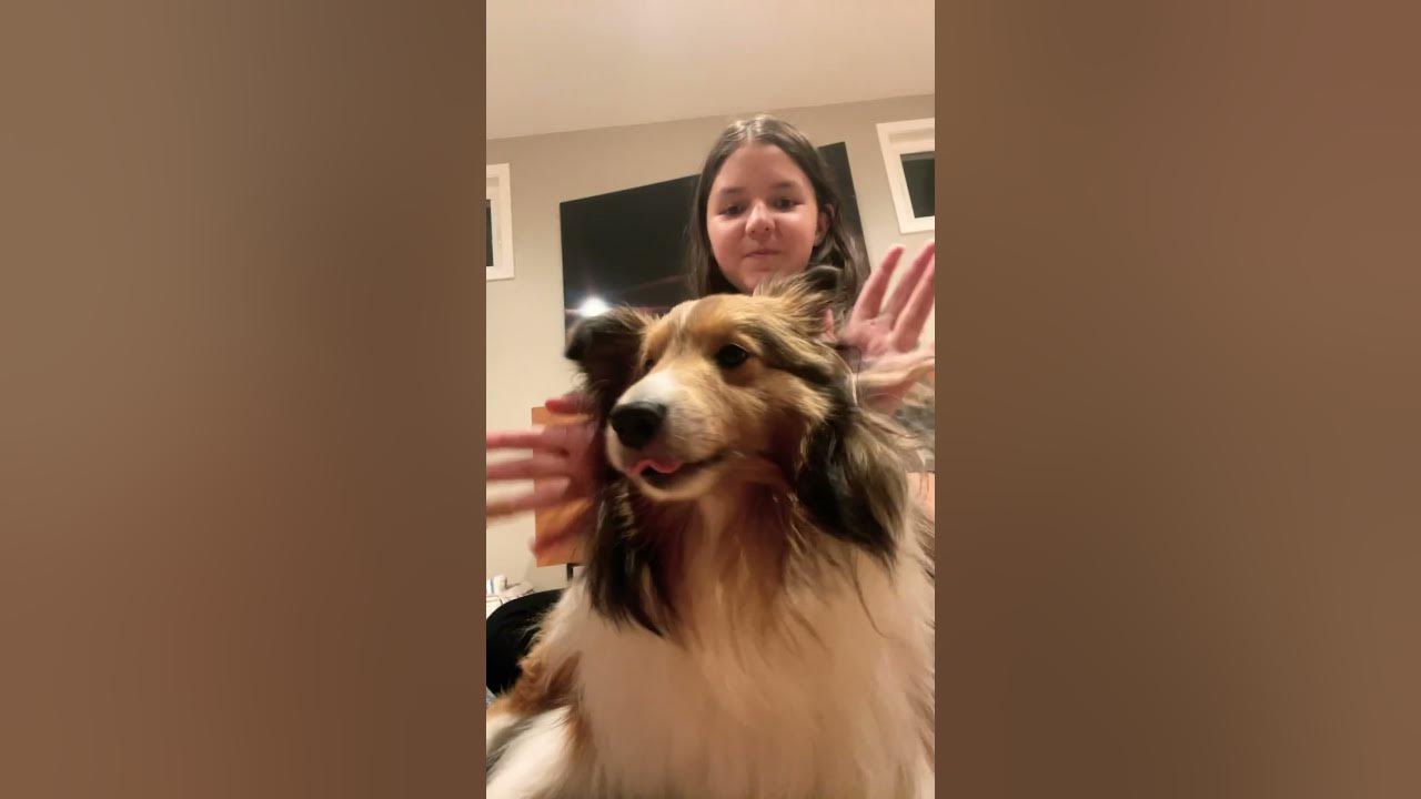 my-dog-keeps-moving-youtube
