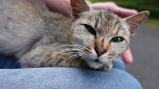 手摺りで寝ていた野良猫をナデナデしたら喜んで膝の上に乗ってきた