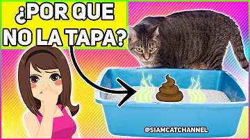 ¿Por qué los gatos no cubren sus cacas en la caja de arena?