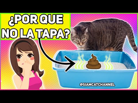 Video: Qu Por Qué Mi Gato Ne Cubre Sus Heces?