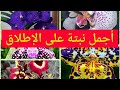 معلومات غريبة عن نبتة السحلب Strange Facts About Orchid Orchid نبات زينة