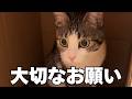 【緊急】保護した猫ちゃんから大切なお願いです
