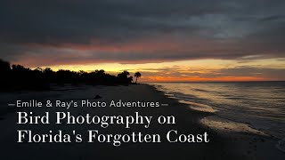 Wildlife Photography on a Deserted Beach on Florida's Forgotten Coast  with @WanderingWildSoul