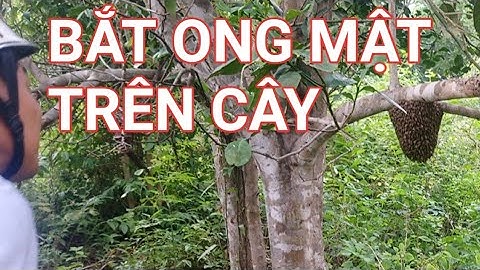 Cách Bắt Ong Mật Trên Cành Cây Hiệu Quả Gòm Cả Ong Chúa Và Ong Thợ