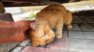 Feeding stray cat who was hiding under a tuck shop