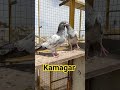 Kamagar kamagarpigeon kamagarkabootar pigeon birds animals viral