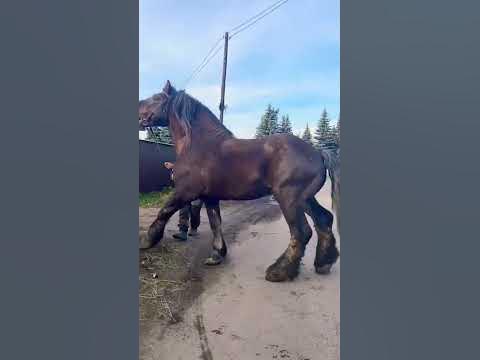 Лошадка - YouTube
