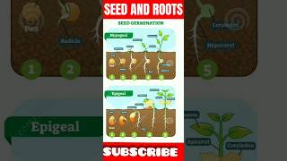 SEEDS AND ROOTS shortsshortshortvideotrendingyoutubeshortsyoutubeytshortsviralvideostatus