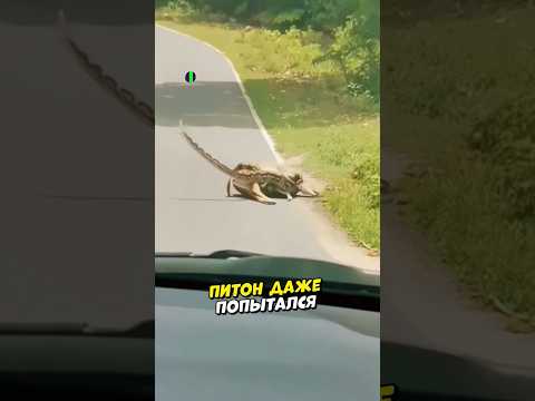 Мужчина спас оленя от огромной змеи 😱