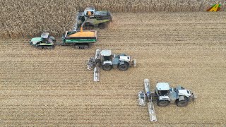 Körnermais dreschen  Ernte 2021 Großeinsatz Landwirtschaft Lexion, Challenger Raupe & Xerion Mulchen