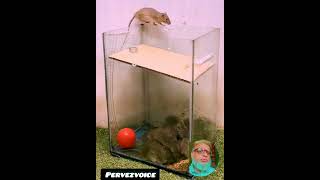 37Rat-trap-best-at-home-moise-toys-pervezvoice