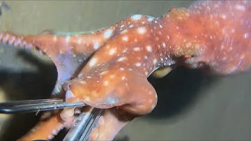Diving under the sea to catch eels, crabs and sea cucumbers | Part 69-3
