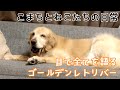 猫たちが気になるゴールデンの日常【こまちと猫】