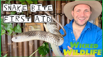 How To Treat A Snake Bite - Australian SnakeBite First Aid
